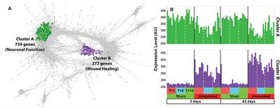 Transcriptomics Analysis of Porcine Caudal Dorsal Root Ganglia in Tail Amputated Pigs Shows Long-Term Effects on Many Pain-Associated Genes